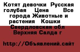 Котят девочки “Русская голубая“ › Цена ­ 0 - Все города Животные и растения » Кошки   . Свердловская обл.,Верхняя Салда г.